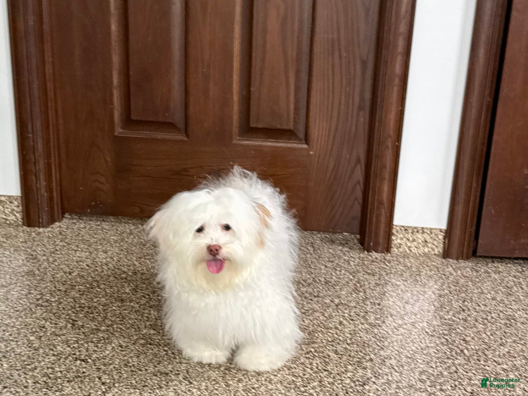 Lhasa Apso dogs for sale: Honey - Image 1
