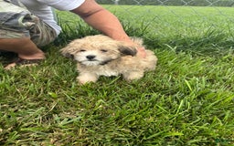 Havapoo dogs for sale: Fox - Image 3