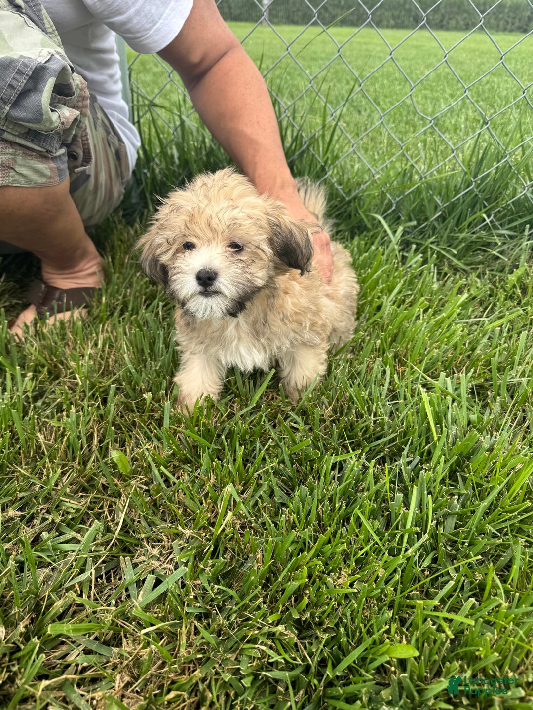 Havapoo dogs for sale: Fox - Image 3
