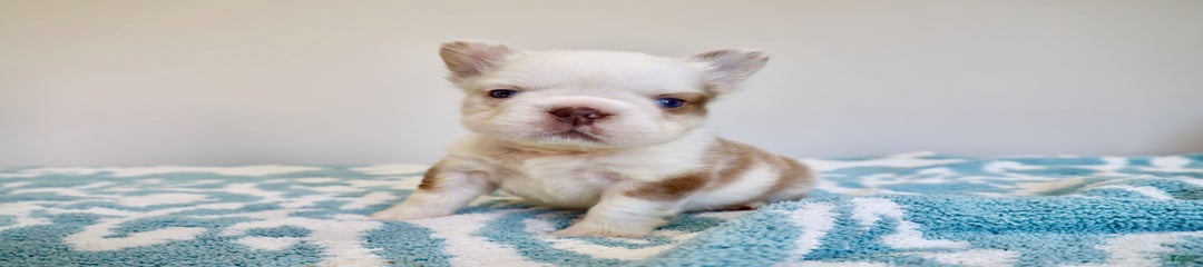 Bella