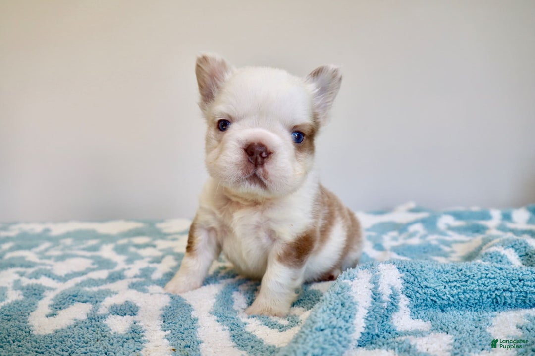 French Bulldog dogs for sale: Bella - Image 1