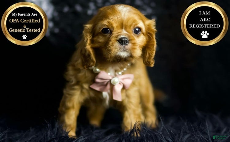 Cavalier King Charles Spaniel dogs for sale - Ad 2