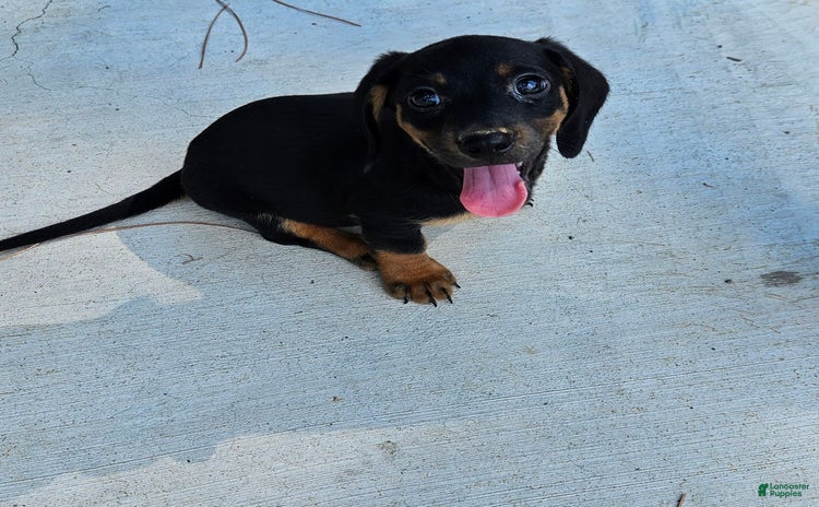 Miniature Dachshund dogs for sale - Ad 4