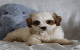 Cavapoo dogs for sale: Randy - Image 1