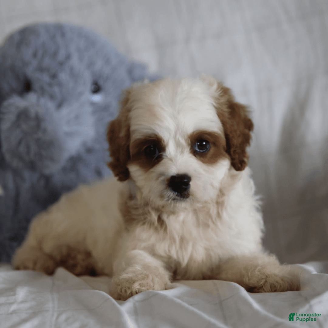 Cavapoo dogs for sale: Randy - Image 1