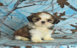 Shih Tzu dogs for sale: Sophie - Image 5