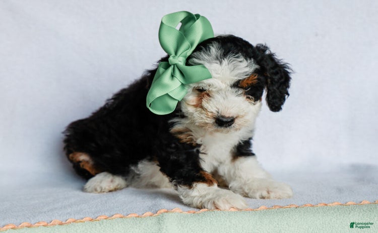 Mini Bernedoodle dogs for sale - Ad 2