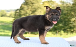 German Shepherd dogs for sale: Majestic - Image 5
