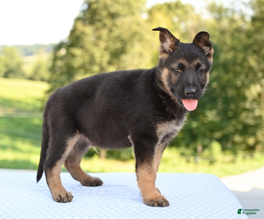German Shepherd dogs for sale: Majestic - Image 5