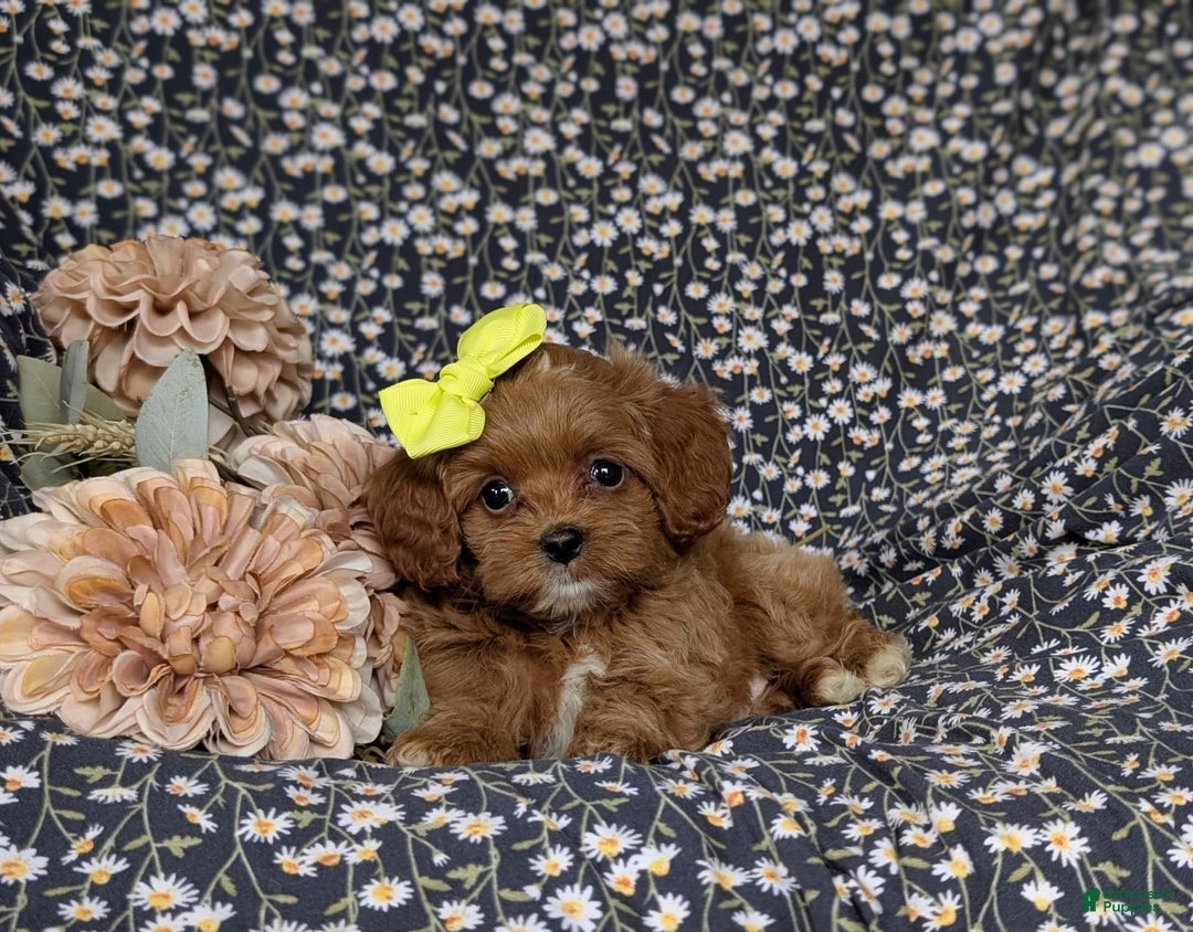 Cockapoo dogs for sale: Cassandra Hypoallergenic - Image 4