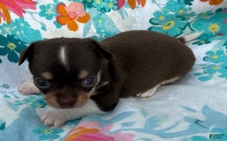 Chihuahua dogs for sale: Fancy Stance - Image 22
