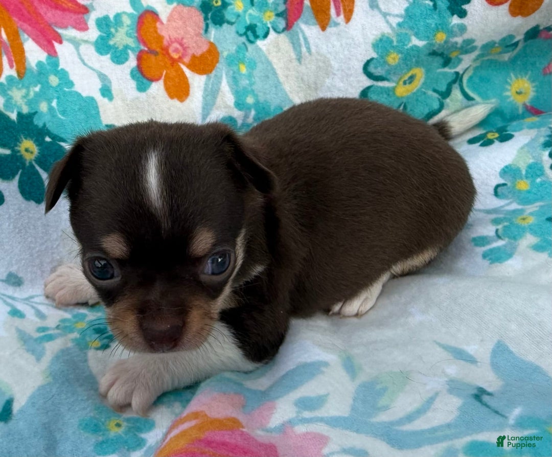 Chihuahua dogs for sale: Fancy Stance - Image 22