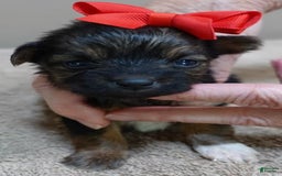 Yorkshire Terrier dogs for sale: Nessie - Image 17
