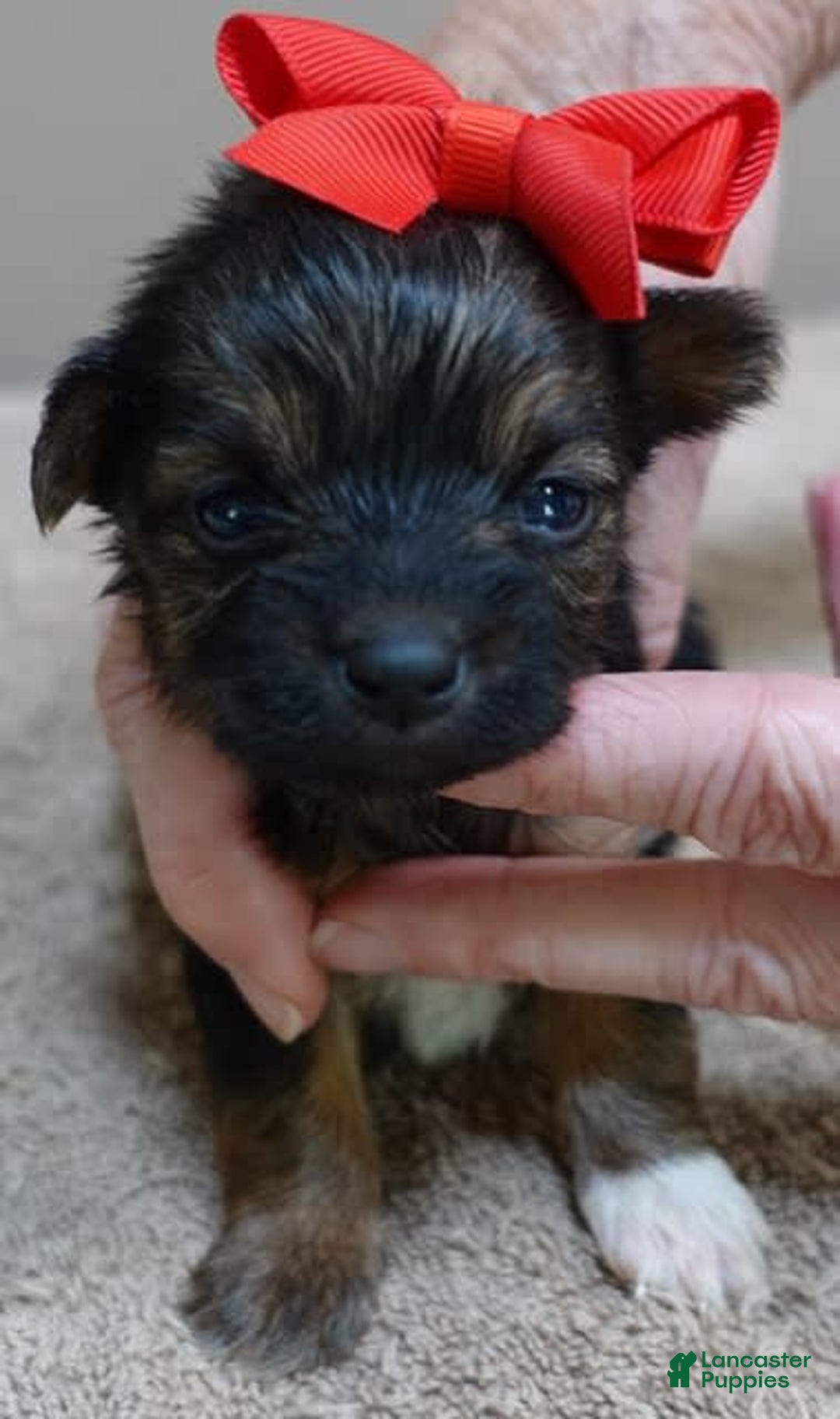 Yorkshire Terrier dogs for sale: Nessie - Image 17