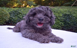 Cavapoo dogs for sale: Murphy - Image 8
