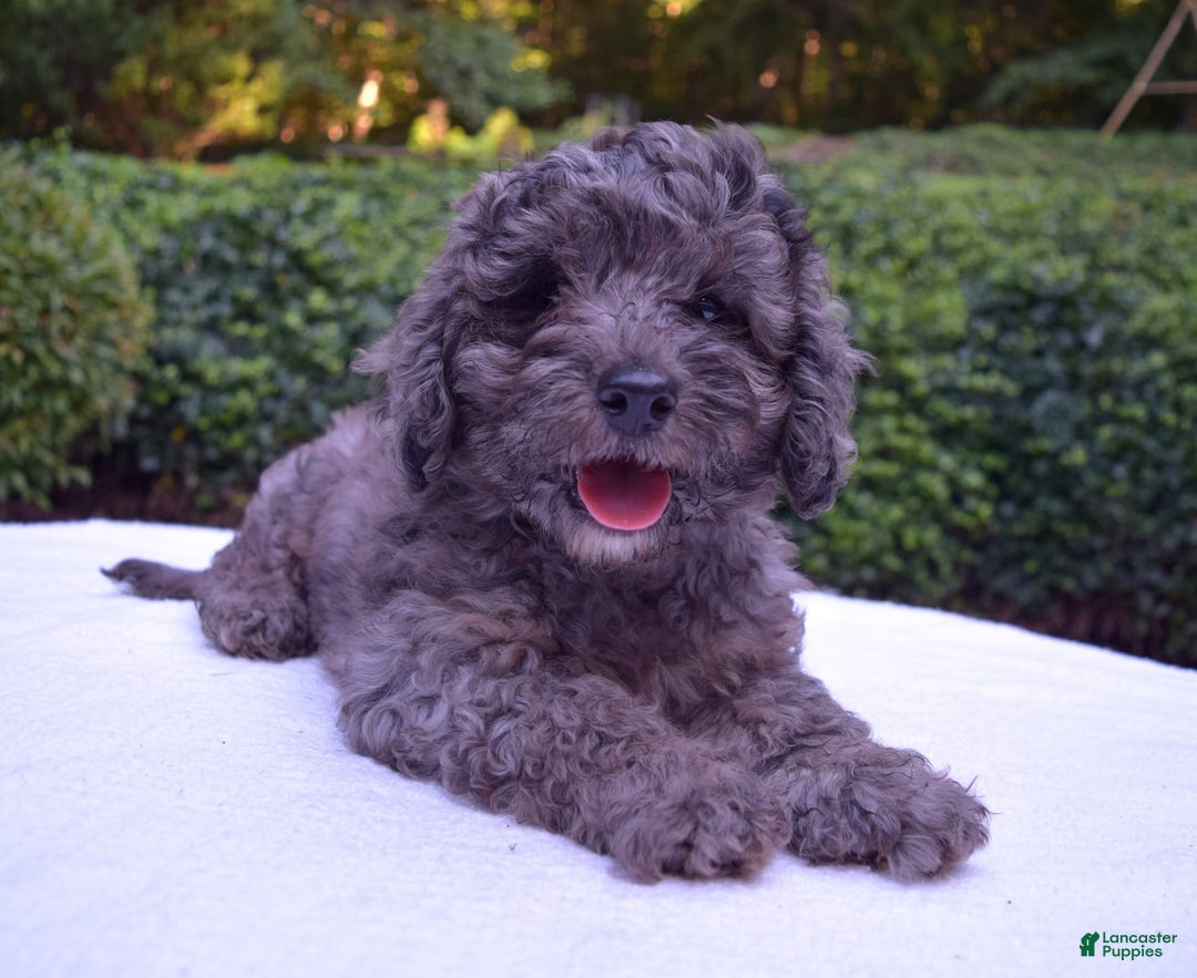 Cavapoo dogs for sale: Murphy - Image 8