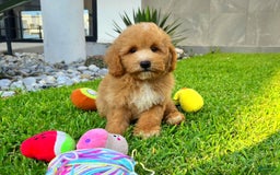 Maltipoo dogs for sale: Chopin - Image 5