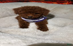 Toy Poodle dogs for sale: Toy Poodle 3 puppies - Image 3