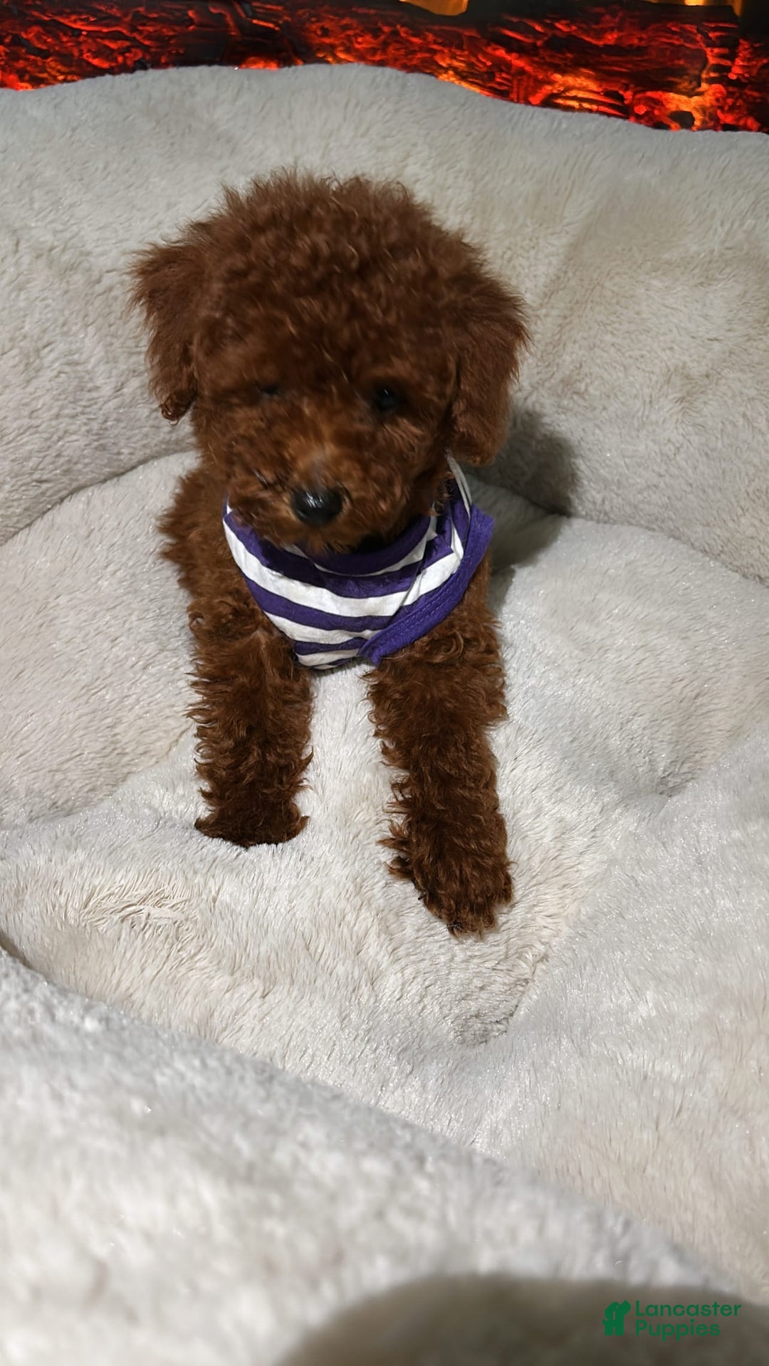 Toy Poodle dogs for sale: Toy Poodle 3 puppies - Image 3