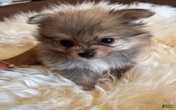 Pomeranian dogs for sale: Shaggy - Image 4