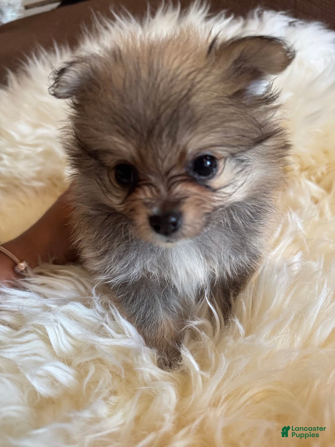 Pomeranian dogs for sale: Shaggy - Image 4