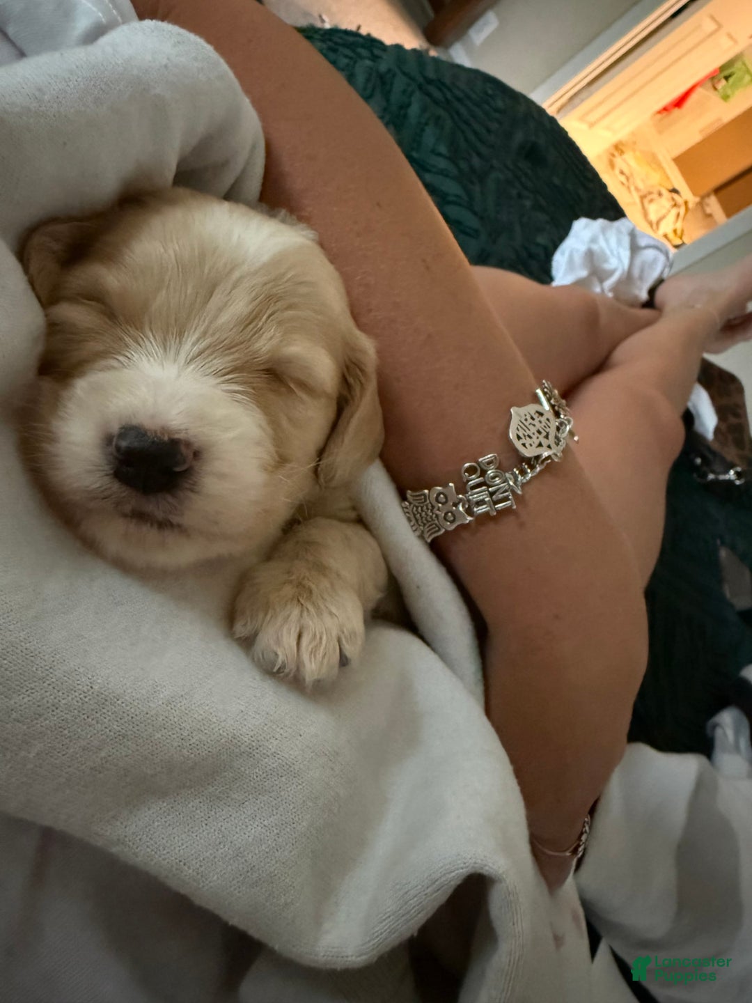 Goldendoodle dogs for sale: Snoop - Image 1