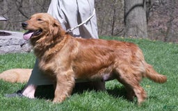Golden Retriever dogs for sale: Marla - Image 10