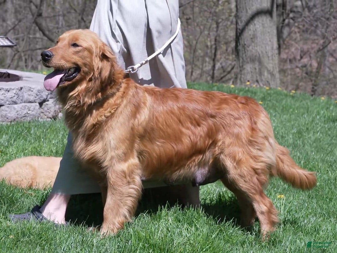 Golden Retriever dogs for sale: Marla - Image 10