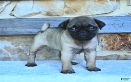 Pug dogs for sale: Hazel - Image 4