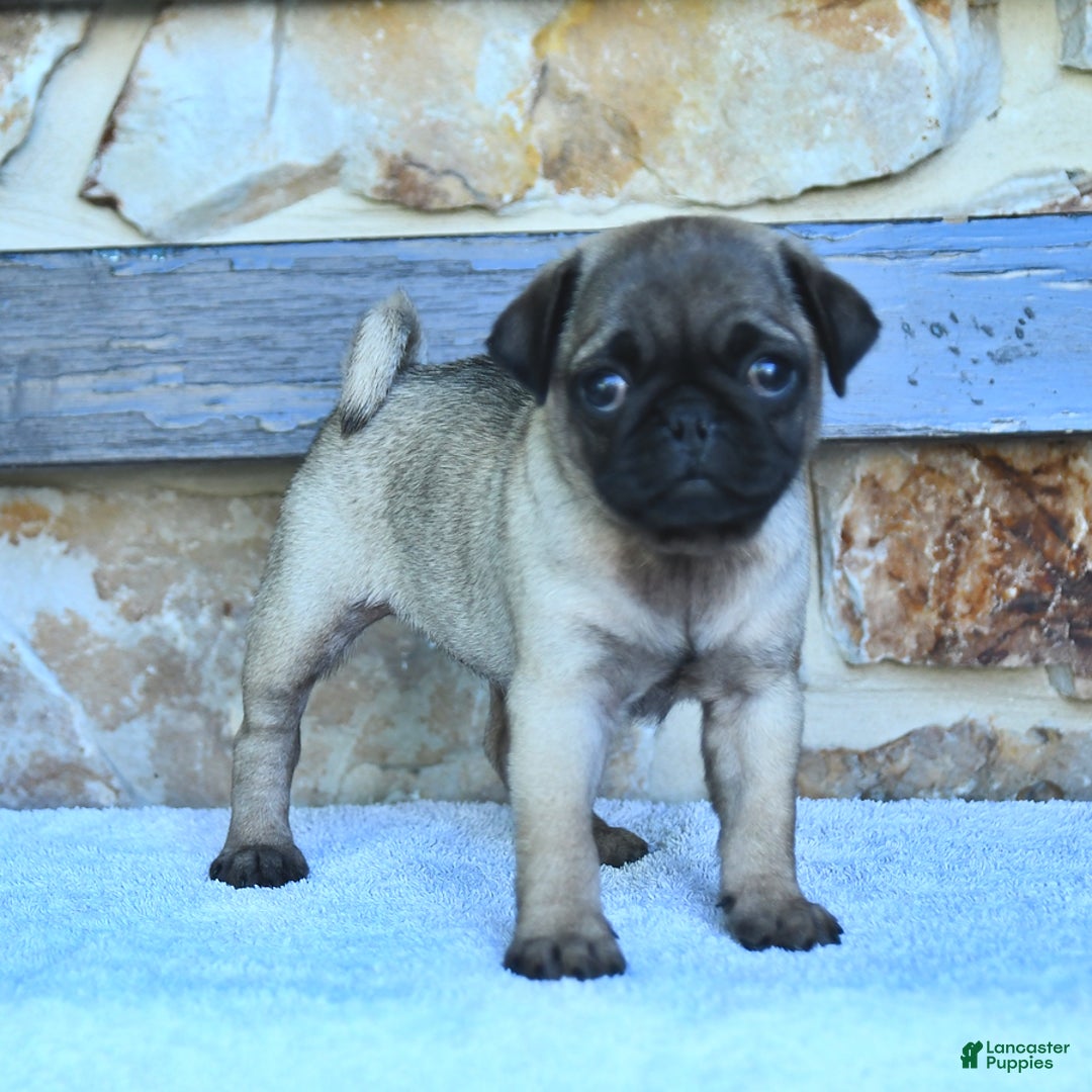 Pug dogs for sale: Hazel - Image 4