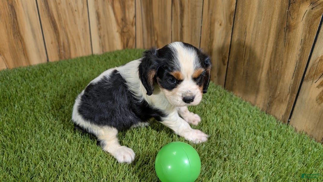 Cavalier King Charles Spaniel dogs for sale: Stardust Boy 2 - Image 6