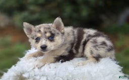 Pomsky dogs for sale: Polly - Image 4