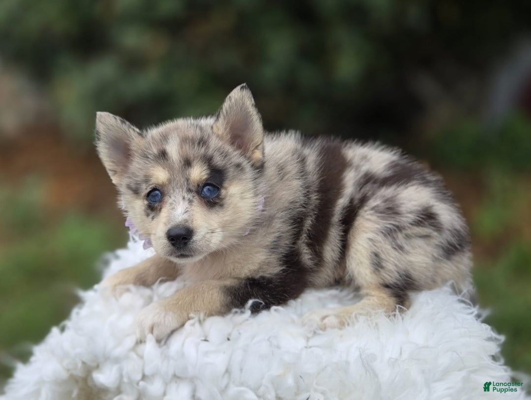 Pomsky dogs for sale: Polly - Image 4