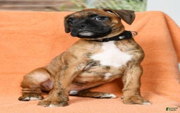 Boxer dogs for sale: Bennah - Image 7