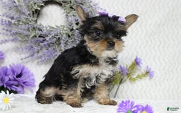 Yorkshire Terrier dogs for sale: Butterfly - Image 5