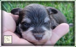 Miniature Schnauzer dogs for sale: Jack - Image 7