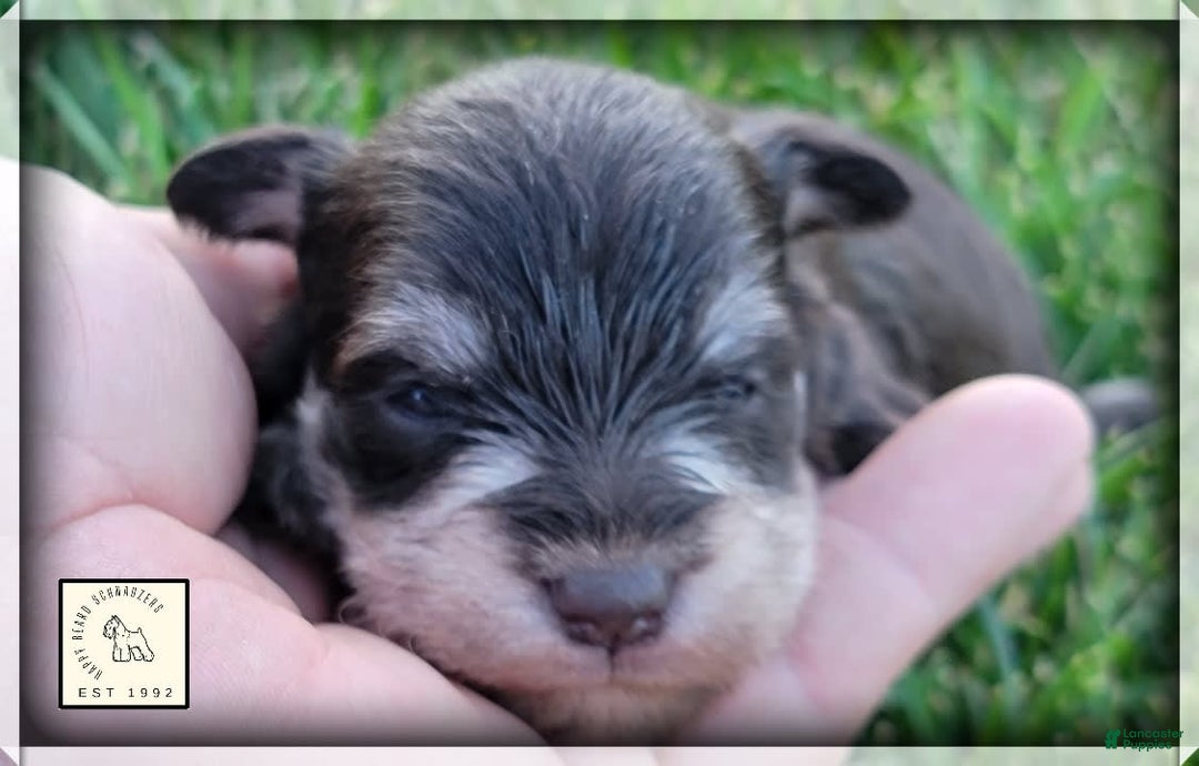 Miniature Schnauzer dogs for sale: Jack - Image 7
