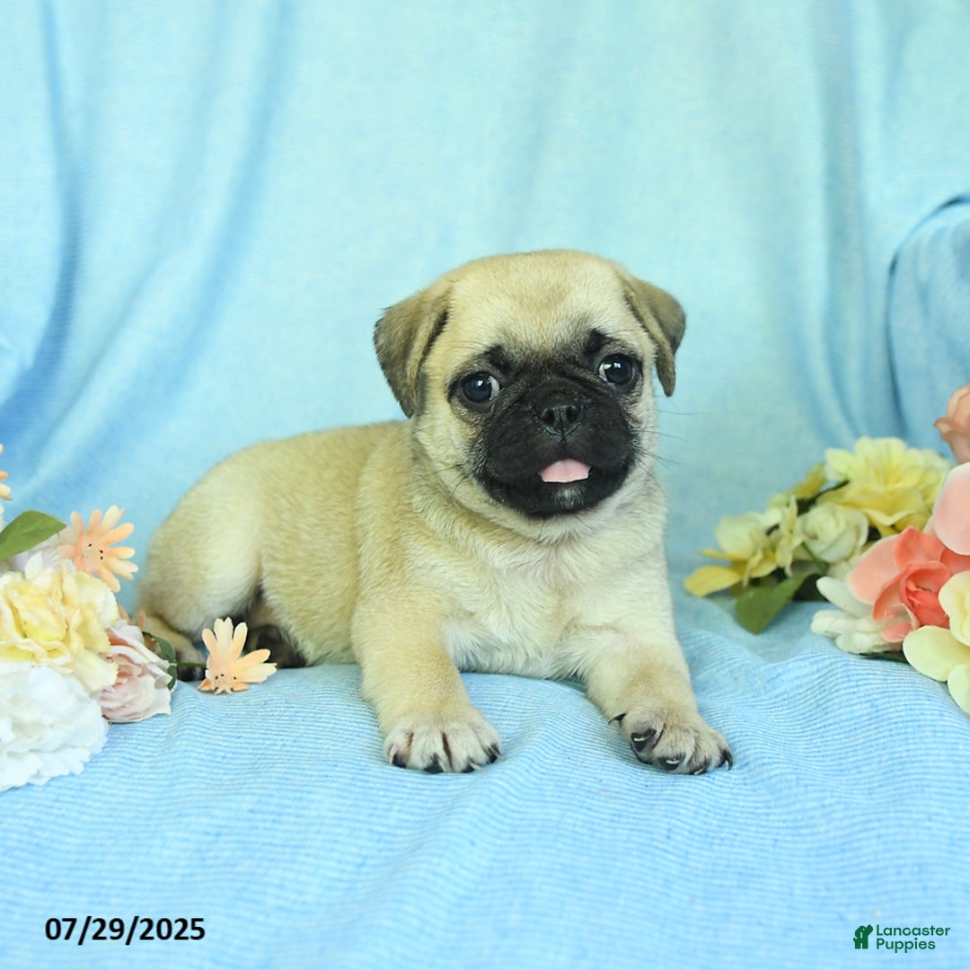 Pug dogs for sale: Bailey - Image 4
