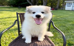 Pomsky dogs for sale: Loki - Image 1