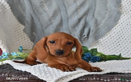Miniature Dachshund dogs for sale: Miniature Dachshund 6 puppies - Image 7