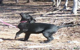 Labrador Retriever dogs for sale: Melody - Image 3