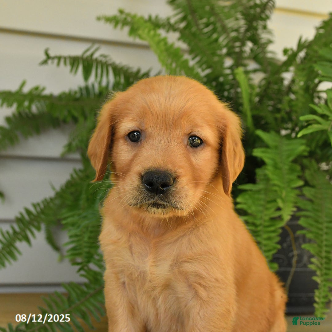 Golden Retriever dogs for sale: Mollie - Image 3