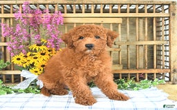 Mini Goldendoodle dogs for sale: Quinn - Image 5
