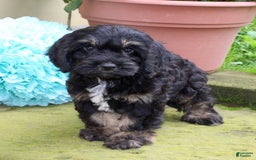 Cockapoo dogs for sale: Betty - Image 3