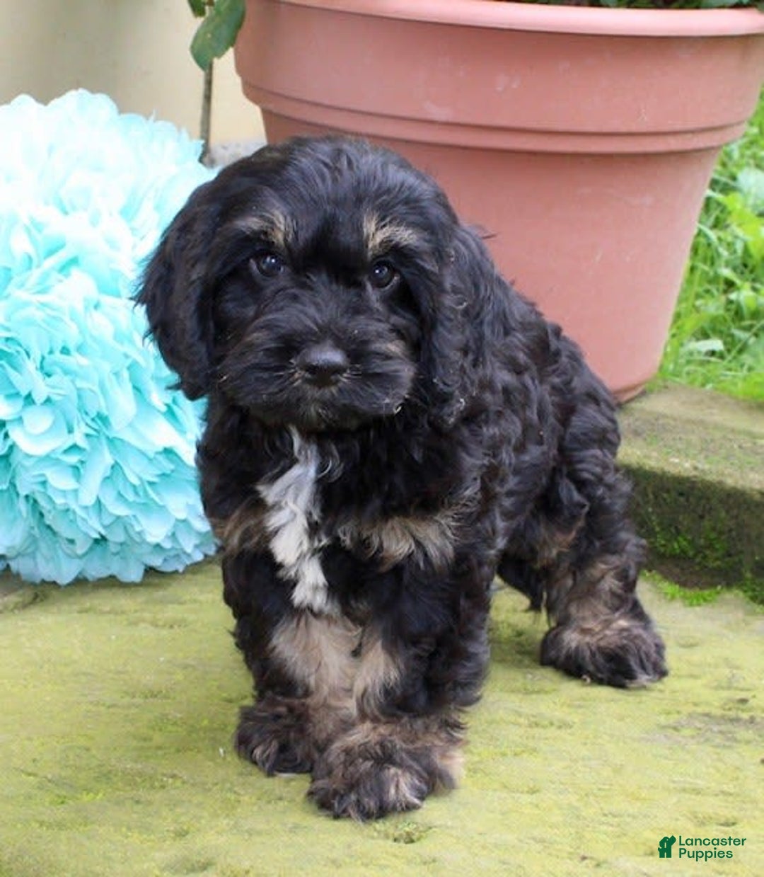 Cockapoo dogs for sale: Betty - Image 3