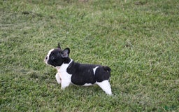 French Bulldog dogs for sale: Natalie - Image 24