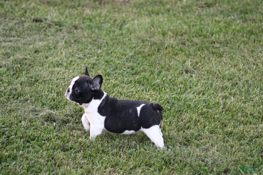 French Bulldog dogs for sale: Natalie - Image 24