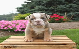 English Bulldog dogs for sale: English Bulldog 4 puppies - Image 19