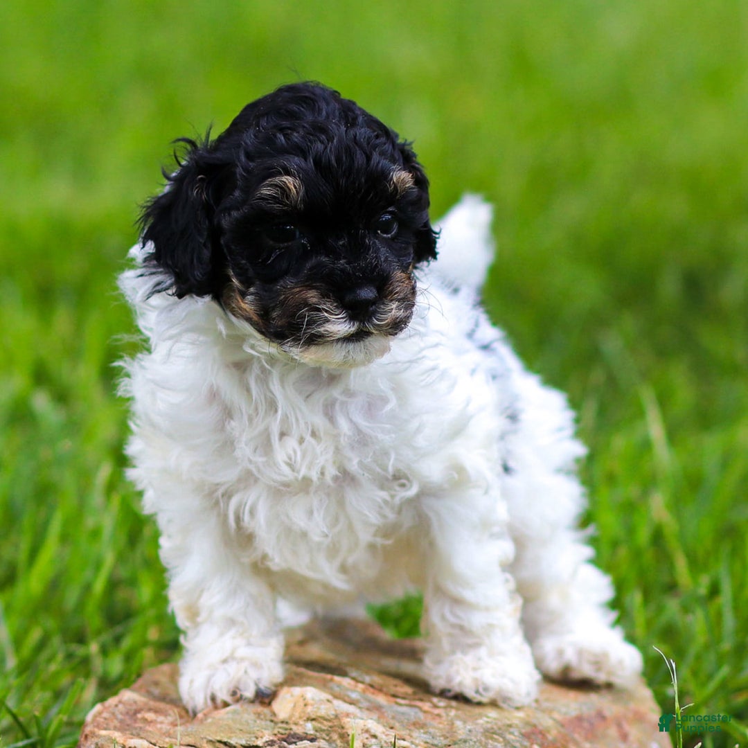 Miniature Poodle dogs for sale: Lexi - Image 1