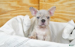 French Bulldog dogs for sale: Luna - Image 1